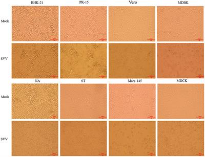 Buffalo-Origin Seneca Valley Virus in China: First Report, Isolation, Genome Characterization, and Evolution Analysis